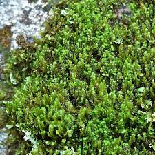 Attēlu rezultāti vaicājumam “Barbilophozia attenuata”