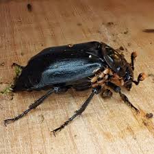 Attēlu rezultāti vaicājumam “Arcyria affinis young”