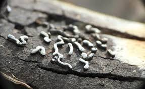 Attēlu rezultāti vaicājumam “Physarum bitectum”