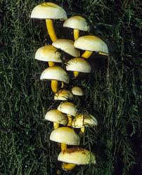 Attēlu rezultāti vaicājumam “Hypholoma sp.”