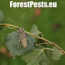 Attēlu rezultāti vaicājumam “Saperda carcharias”