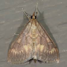 Attēlu rezultāti vaicājumam “Ostrinia nubilalis”