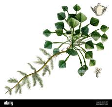 Attēlu rezultāti vaicājumam “Trapa natans”