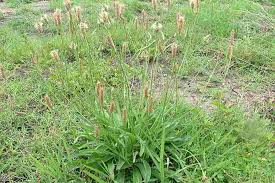 Attēlu rezultāti vaicājumam “Plantago lanceolata bud”