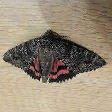 Attēlu rezultāti vaicājumam “Catocala sponsa”