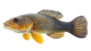 Image result for Amia calva