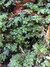 Attēlu rezultāti vaicājumam “Rhizomnium punctatum sporophyte”