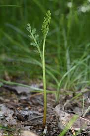 Attēlu rezultāti vaicājumam “Botrychium matricariifolium”