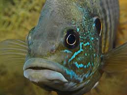Image result for Lepomis cyanellus