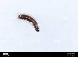 Attēlu rezultāti vaicājumam “Diacrisia sannio larva”