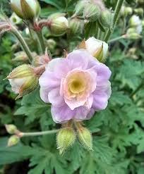 Image result for Geranium `Summer Skies`