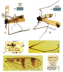 Attēlu rezultāti vaicājumam “Ptychoptera sp.”