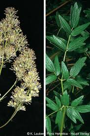 Attēlu rezultāti vaicājumam “Thalictrum flavum bud”