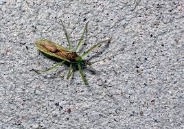 Attēlu rezultāti vaicājumam “Dicyphus sp.”