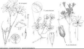 Attēlu rezultāti vaicājumam “Menziesia ferruginea”