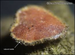 Attēlu rezultāti vaicājumam “Leptogium saturninum”