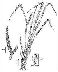 Image result for Acorus calamus
