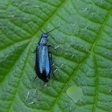 Attēlu rezultāti vaicājumam “Dasytes sp.”