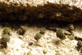 Attēlu rezultāti vaicājumam “Calicium adspersum”