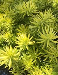 Attēlu rezultāti vaicājumam “Sedum rupestre leaf”