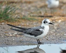 Attēlu rezultāti vaicājumam “Chlidonias niger”