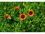 Image result for Gaillardia amblyodon