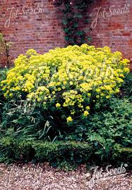Attēlu rezultāti vaicājumam “Euphorbia palustris leaf”
