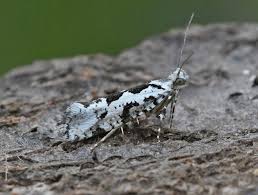 Attēlu rezultāti vaicājumam “Ypsolopha sequella”