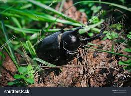 Attēlu rezultāti vaicājumam “Alloeotomus sp.”