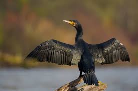 Image result for Phalacrocorax carbo