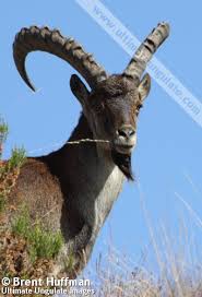 Attēlu rezultāti vaicājumam “Capra”