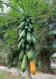 Image result for Carica papaya