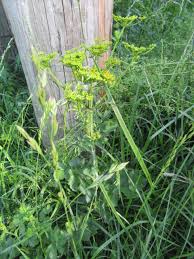 Attēlu rezultāti vaicājumam “Pastinaca sativa subsp. sylvestris leaf”