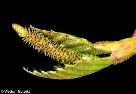 Attēlu rezultāti vaicājumam “Betula pendula flower”