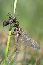 Attēlu rezultāti vaicājumam “Leucorrhinia pectoralis female”