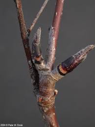 Attēlu rezultāti vaicājumam “Sorbus aucuparia bud”