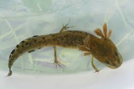 Attēlu rezultāti vaicājumam “Triturus cristatus”