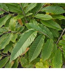 Attēlu rezultāti vaicājumam “Castanea sativa  leaf”