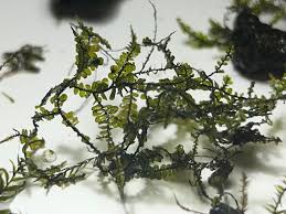 Attēlu rezultāti vaicājumam “Blepharostoma trichophyllum sporophyte”