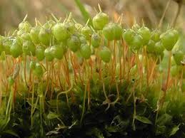 Attēlu rezultāti vaicājumam “Physcomitrium pyriforme sporophyte”