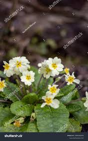 Attēlu rezultāti vaicājumam “Armeria vulgaris leaf”