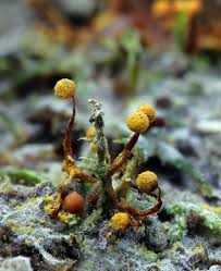 Attēlu rezultāti vaicājumam “Cribraria purpurea macro”