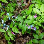 Attēlu rezultāti vaicājumam “Lathyrus vernus fruit”