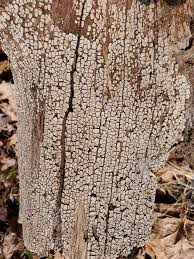 Attēlu rezultāti vaicājumam “Xylobolus frustulatus”