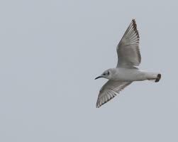 Image result for Chroicocephalus philadelphia