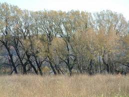 Attēlu rezultāti vaicājumam “Salix alba var. alba”