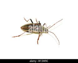 Attēlu rezultāti vaicājumam “Oxymirus cursor female”