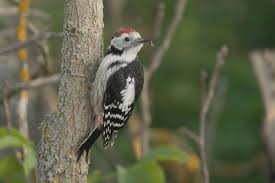 Attēlu rezultāti vaicājumam “Dendrocopos medius”