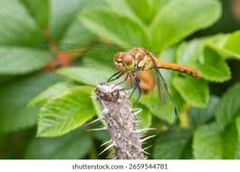 Attēlu rezultāti vaicājumam “Sympetrum flaveolum”