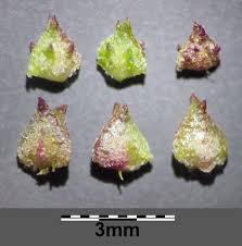 Attēlu rezultāti vaicājumam “Atriplex littoralis fruit”